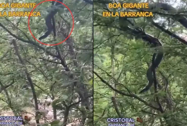 VIDEO | ¡Asombroso! Captan una ENORME serpiente en la Barranca de Huentitán