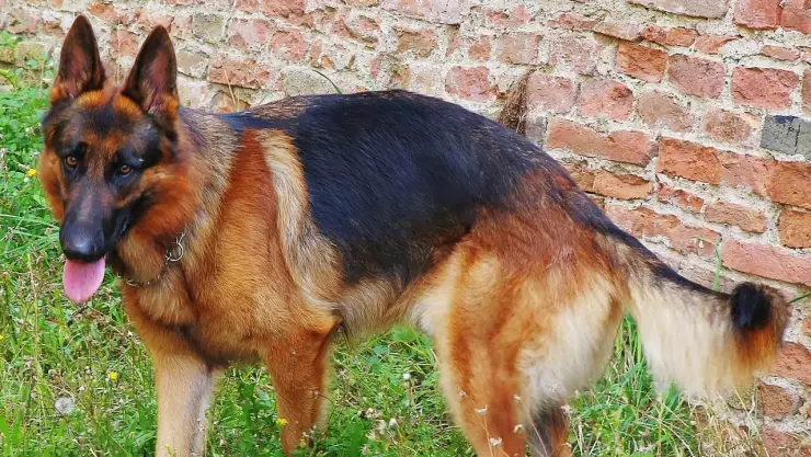 Perro policía murió de calor al quedar encerrado en una patrulla