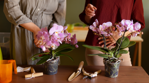 orquídeas