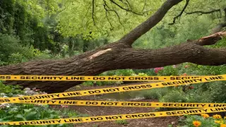 Niño muera tras caerle un árbol