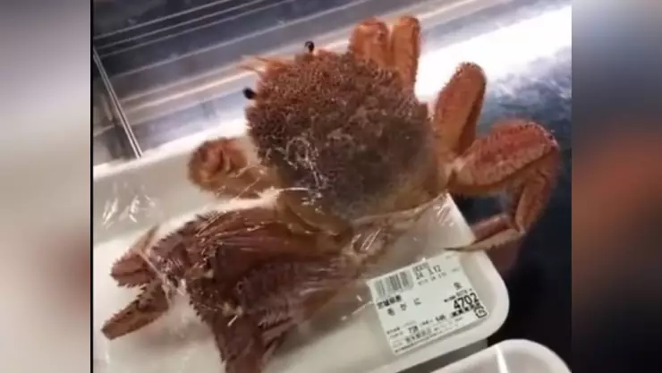 Cangrejo huye de empaque.