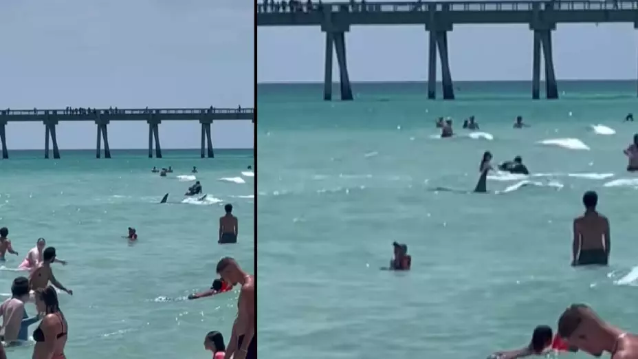 Enorme tiburón sorprende a bañistas en playa de Florida; así los sacó del agua (VIDEO)