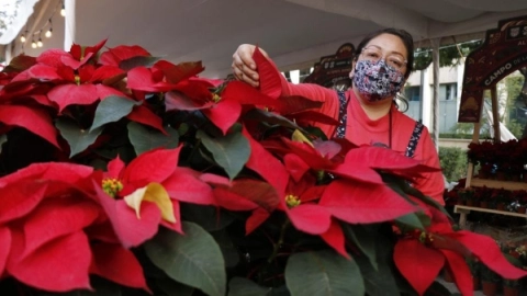 El Festival Flores de Nochebuena comienza este lunes 5 de diciembre