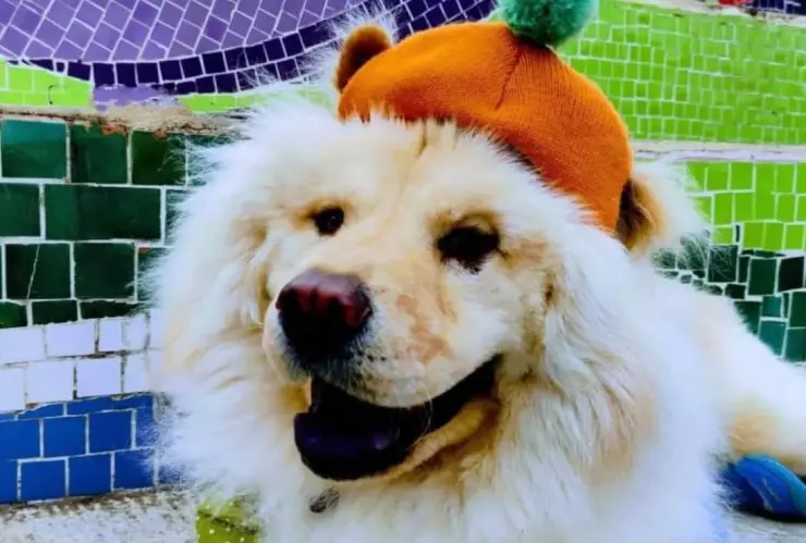 ¿Qué ha pasado con el caso del perrito Garfio_ Esto REVELÓ su dueña y así respondió la estética canina