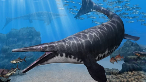 Nueva especie de reptil marino fue hallado en Marruecos