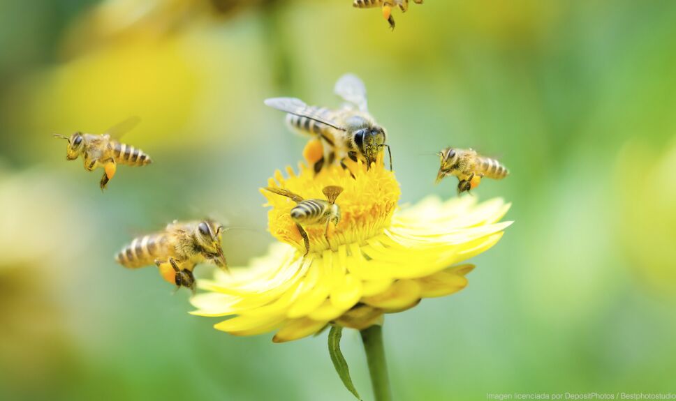 ddc abeja flores