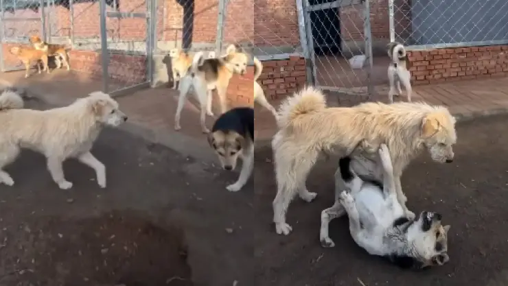 perro alfa viral