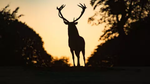 Hay venados corriendo en periférico, ¡Toma precauciones!