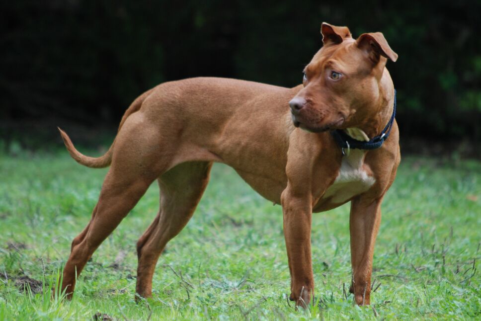 Era mi hija o él Mamá apuñala a pitbull para salvar a su bebé