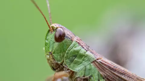 Te decimos por qué hay tantos chapulines en León, Guanajuato