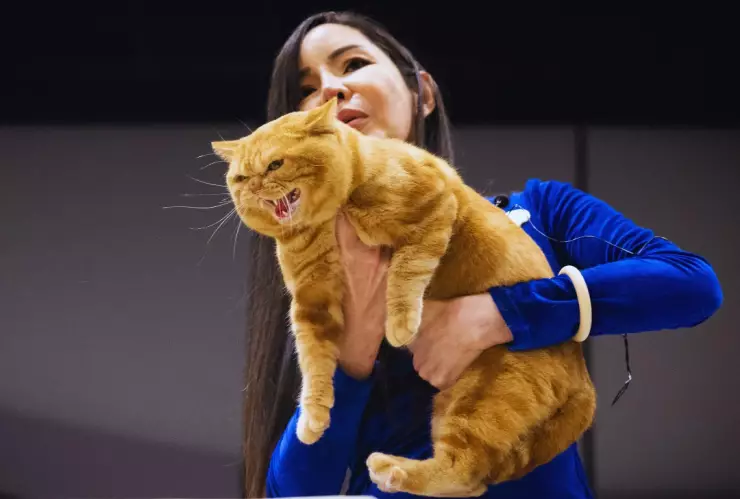 hongo brasileño produce esporotricosis, enfermedad que amenaza a gatos y humanos.