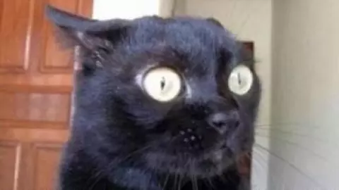 Memes de Gatos en su día internacional