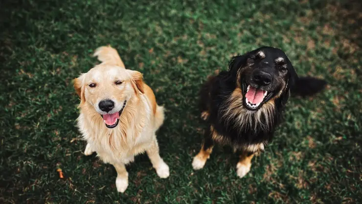 Cómo registrar a tu mascota para recibir beneficios en CDMX