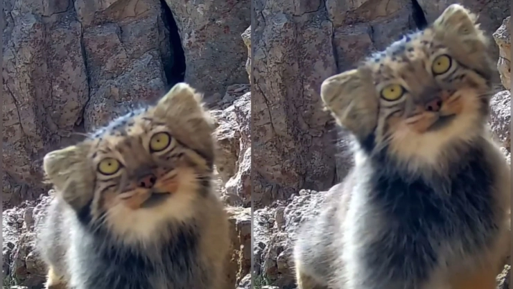 Extraño avistamiento de Gato de Pallas en Irán.