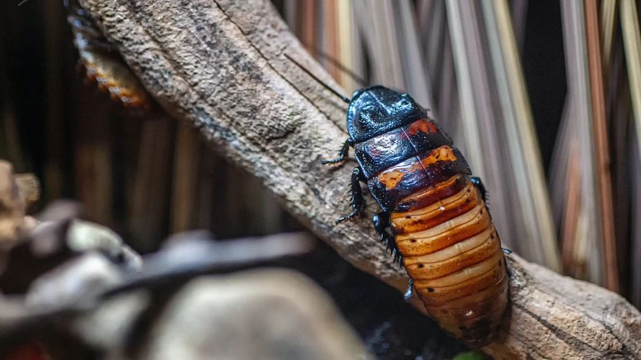 Cucaracha gigante carnívora