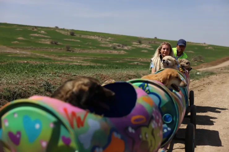 tren-perros-turquia
