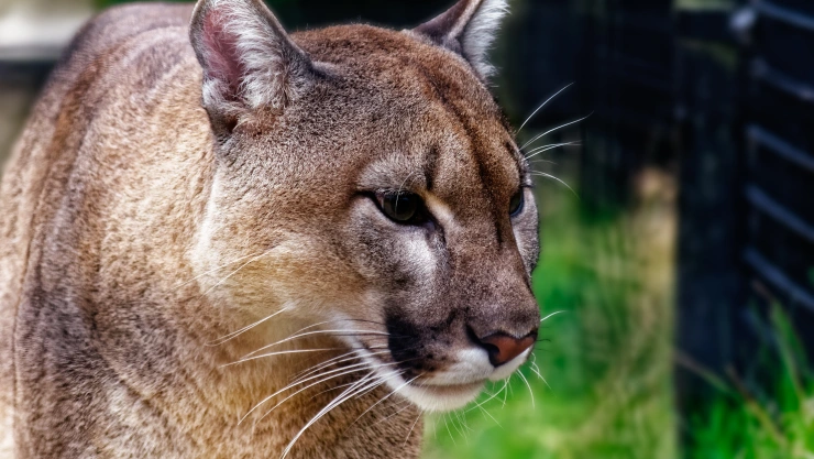 Puma.jpg