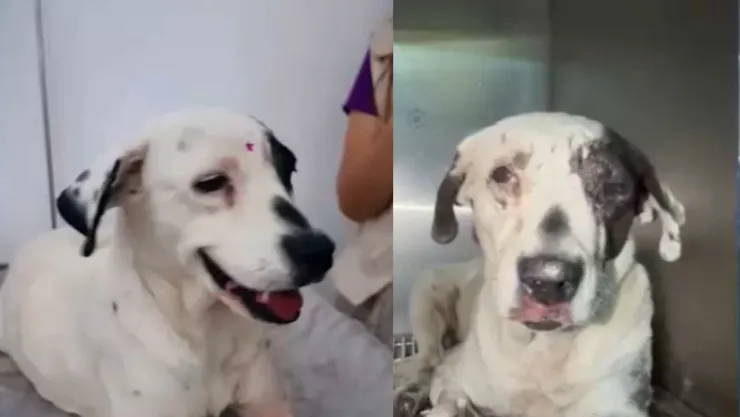 Perrita Vaquita se recupera tras ser arrastrada en Jalisco; le buscan familia