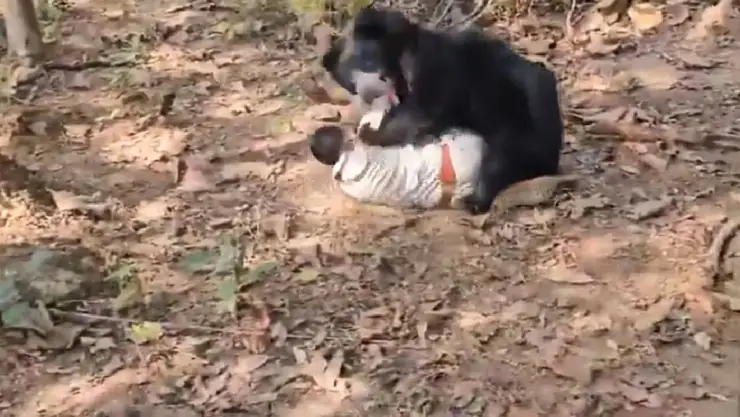 Ataque de oso-India.jpg