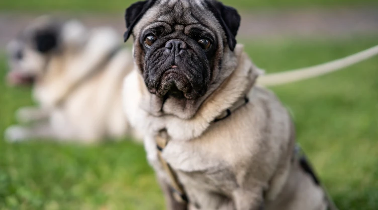 perro-frank-embargo-coahuila.jpg