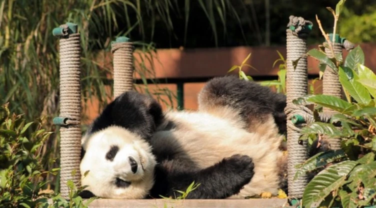Los pandas de México no le pertenecen a China