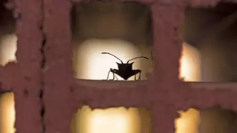 ¡Hay plaga! Por chinches cierran escuela en CDMX