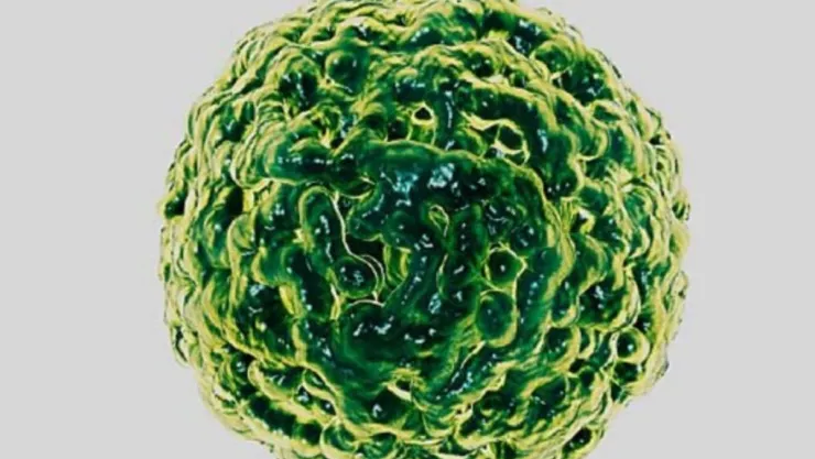 norovirus-virus-vomito.jpg