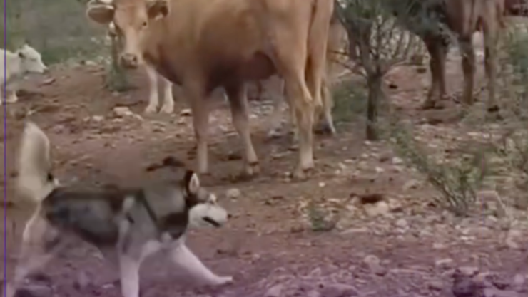 Husky de tres pata pastorea a ganado