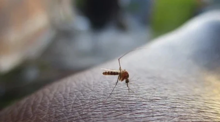 dengue muertes México 2022