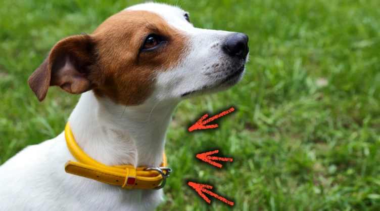 /mascotas/significado-perro-cinta-amarilla-paseo-veterinarios