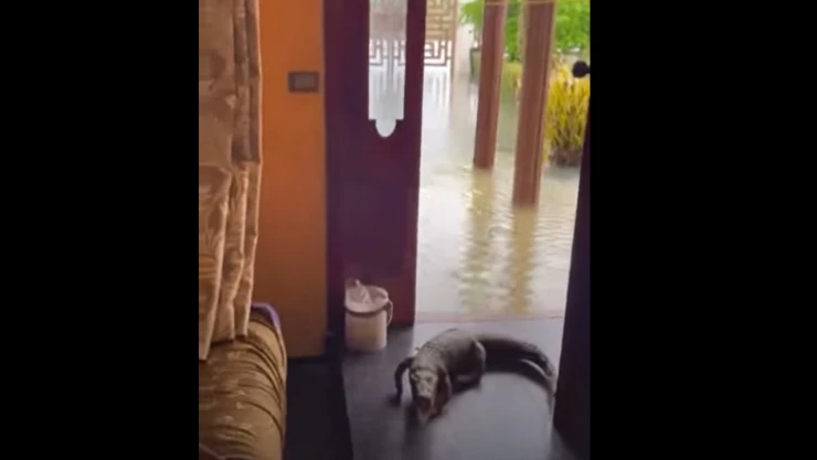 Cocodrilo ingresa a casa durante navidad
