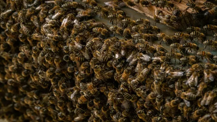 Ataque de abejas en Tochtepec deja seis lesionados y movilización