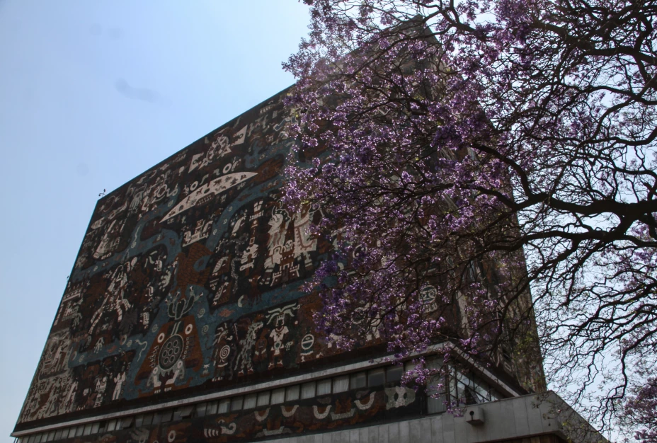 Jacarandas Ciudad Universitaria