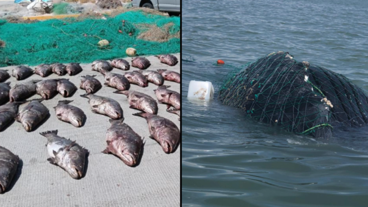 Profepa destruye 73 totoabas; hallan ballena muerta en redes de enmalle, Baja California