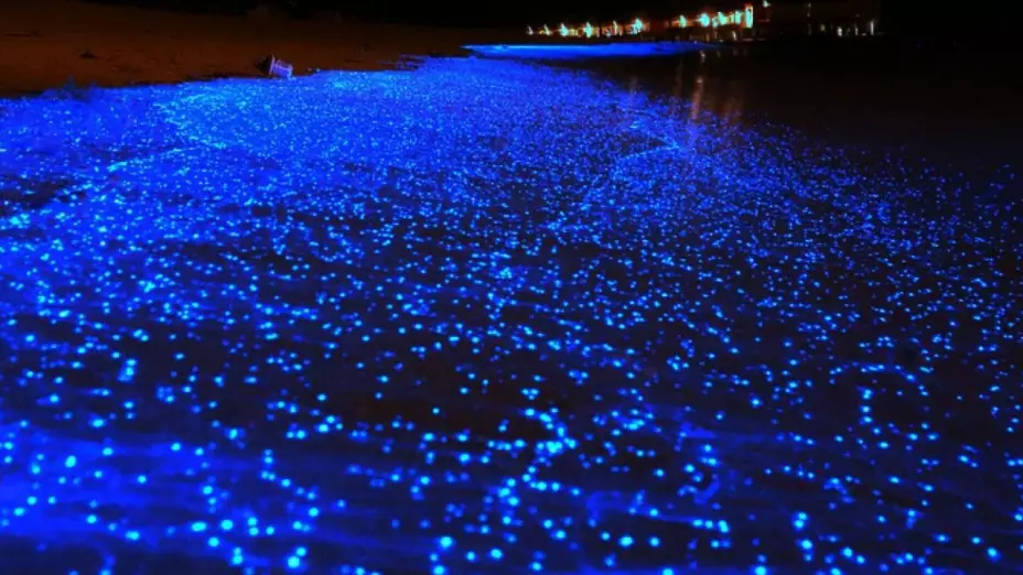 La bioluminisencia en Holbox. es un espectáculo que muchos disfrutan