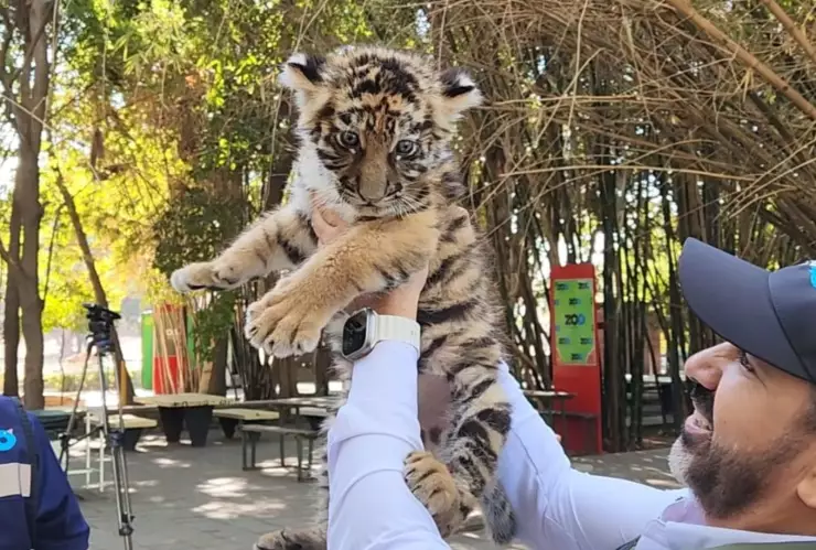 Tigre de bengala recién nacido en zoológico de Culiacán