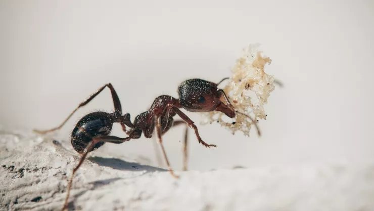 Esto es lo debes comer para evitar picaduras de insectos