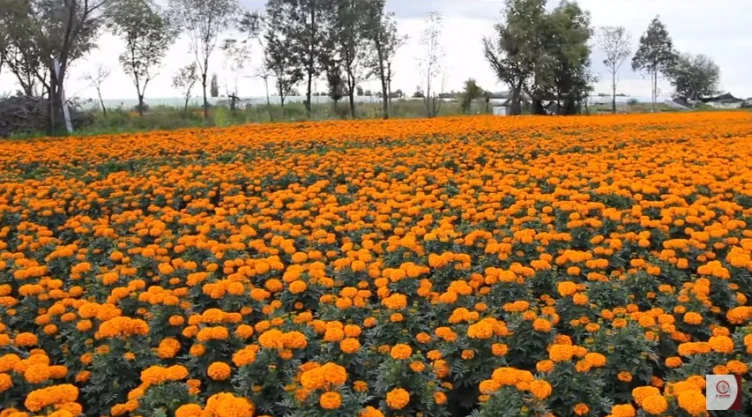 Flor de Cempasúchil