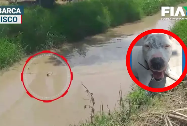 VIDEO ¡Sobrevivió! Rescatan a Nemito, el perrito sordo y ciego tras dos días tratando de salir de un arroyo