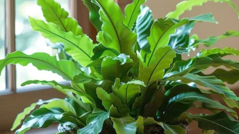5 plantas de interior pequeñas que puedes poner en la sala o el dormitorio: se ven realmente aesthetic