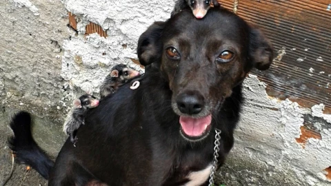 perrita zarigüeyas video.jpg