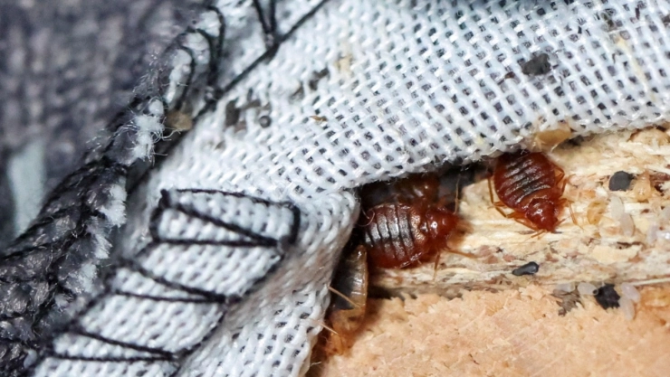 Qué-pasa-si-te-pica-una-pulga-o-chinche