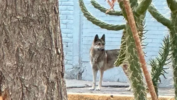 ¡Héroe! Niño de 12 años atrapa a un lobo que se escapó de un zoológico en México
