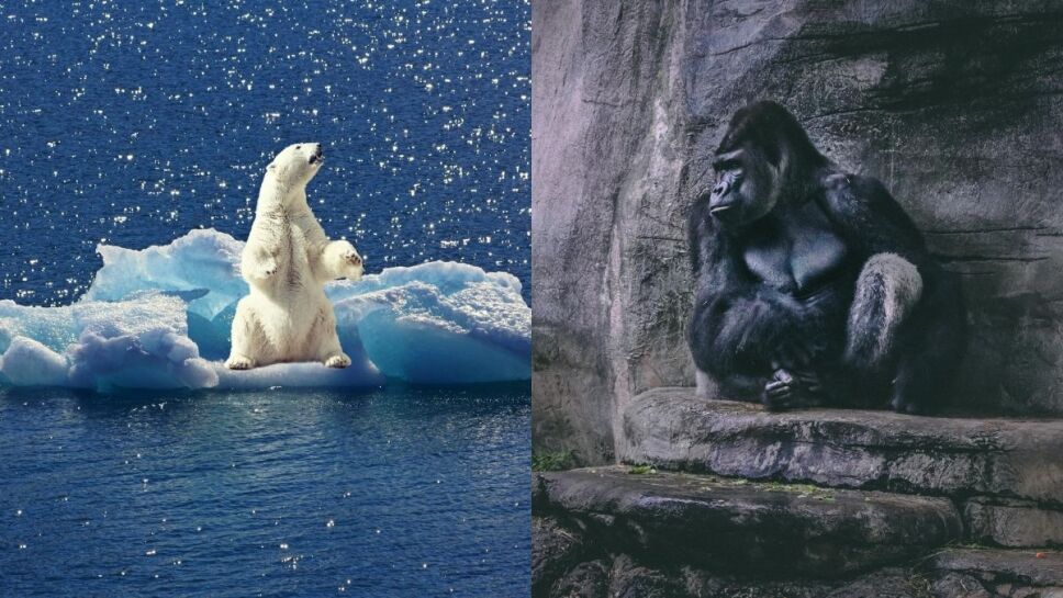 animales, peligro de extinción a.jpg