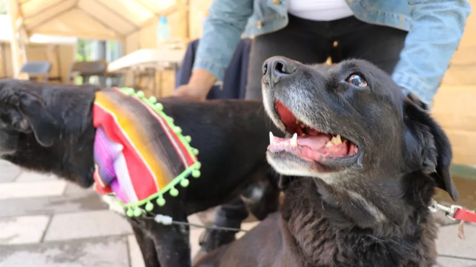 Despide a tus animales de compañía de forma digna y respetuosa.jpg