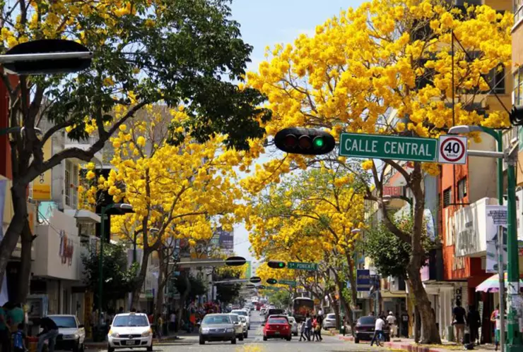 Flores amarillas Tuxtla Gutiérrez