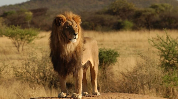 Leones