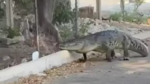 VIDEO_ Captan NUEVO avistamento de cocodrilo en calles de Progreso