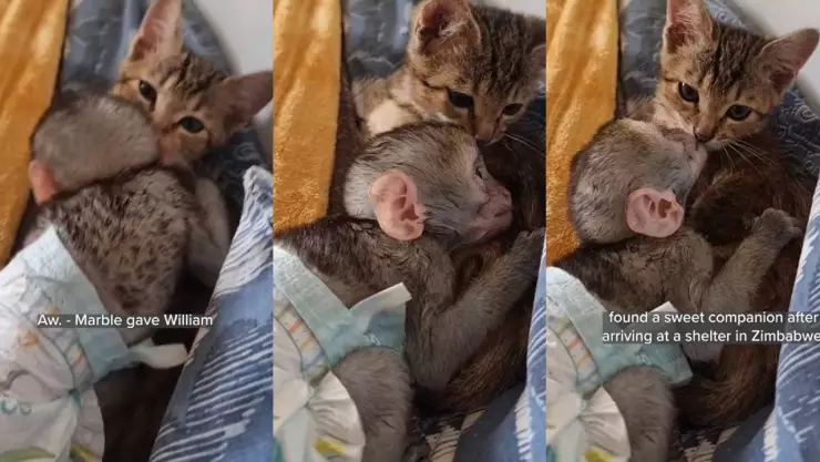 ¡Lo más tierno del Blue Monday! Gatito consuela a cría de mono y el momento se viraliza