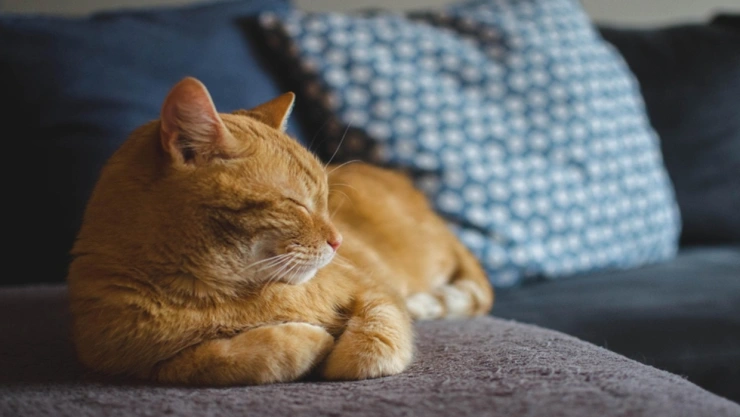 gato